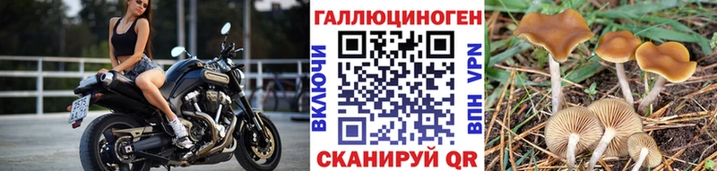 закладка  Николаевск-на-Амуре  Псилоцибиновые грибы мицелий 
